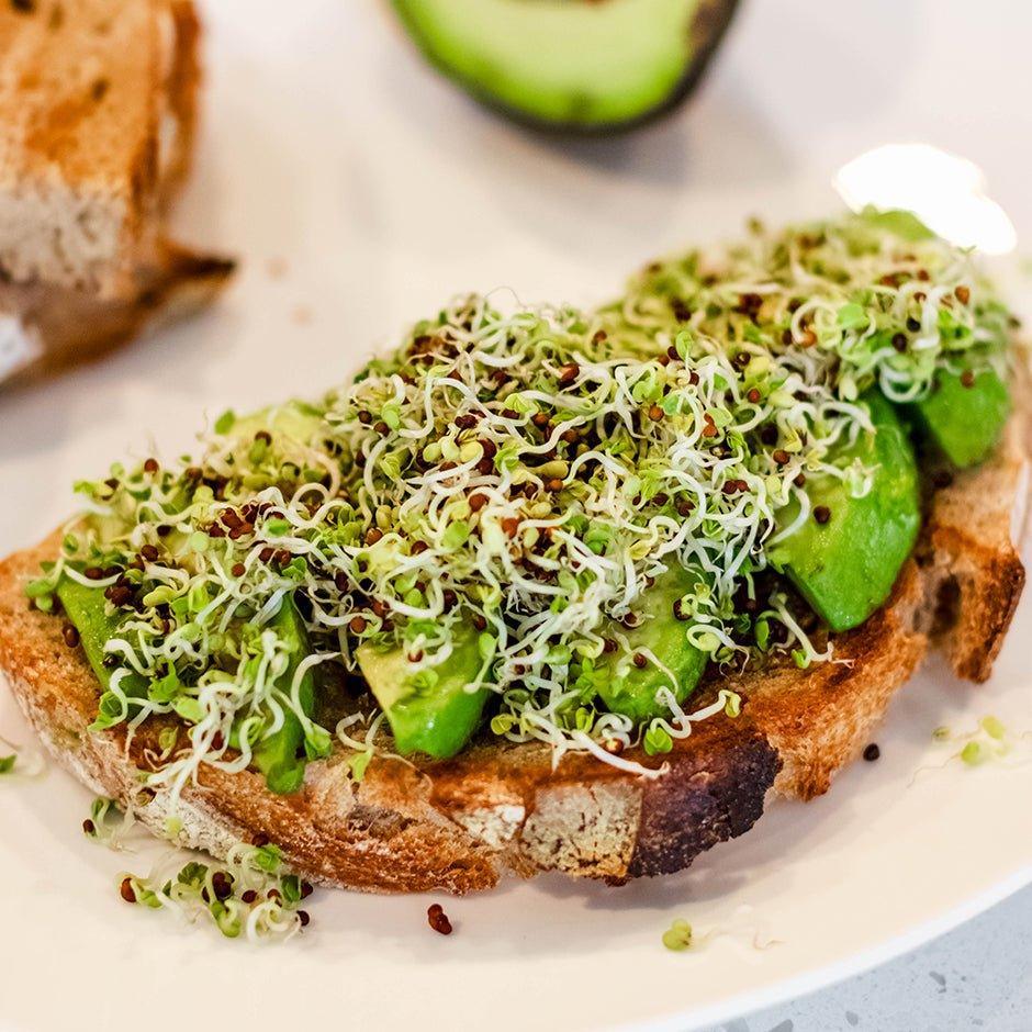 Starter Seed Selection - Sprout Spout