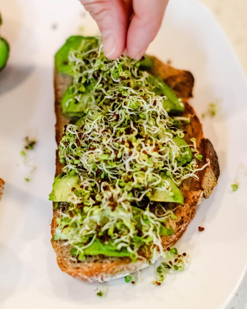 A person adding a pinch of fresh broccoli sprouts to a slice of avocado toast on a white plate.