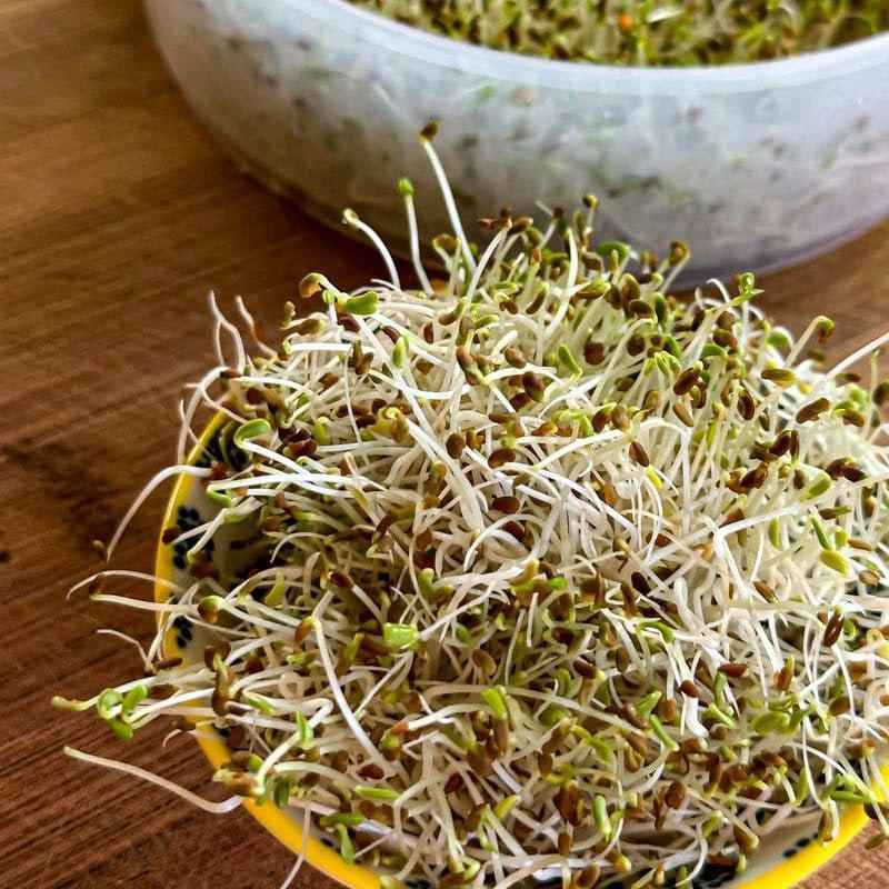 A close-up of fresh alfalfa sprouts served in a small yellow patterned bowl on a wooden surface.