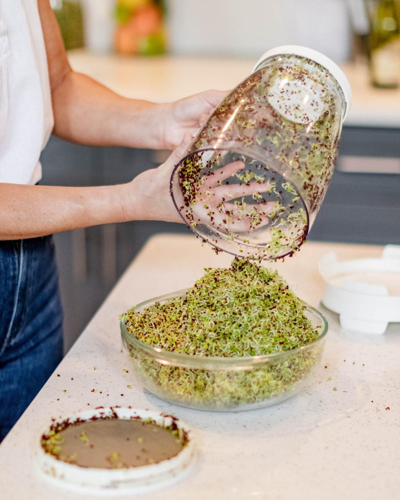 A person pouring a large harvest of fresh broccoli sprouts from a Sprout Spout into a glass bowl.