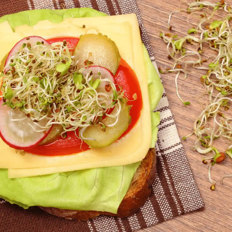 open-faced sandwich with alfalfa sprouts, radish slices, tomato, and cheese on whole grain bread