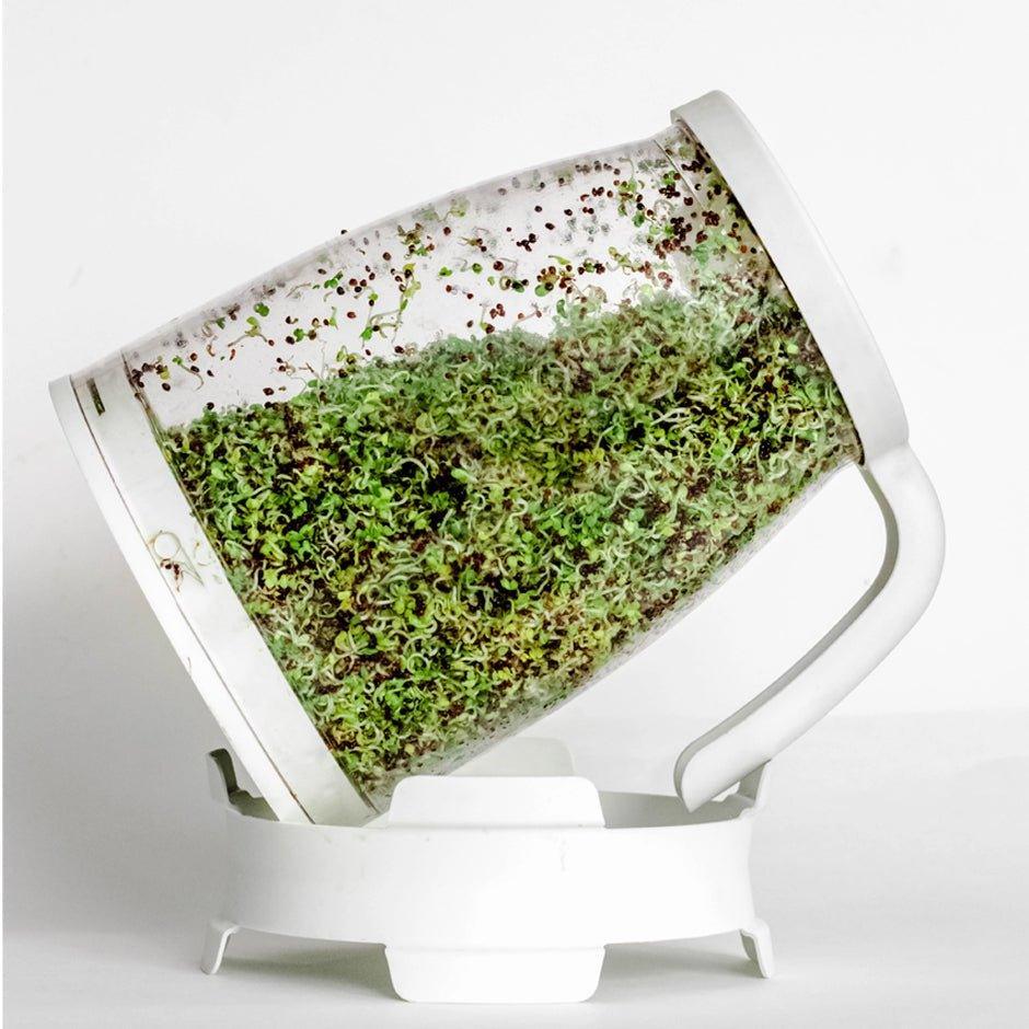 broccoli sprouts growing in the Sprout Spout on a drainage stand
