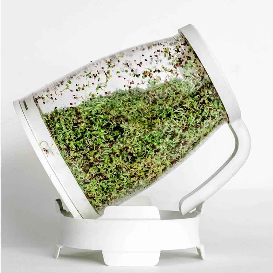 broccoli sprouts growing in the Sprout Spout on a drainage stand