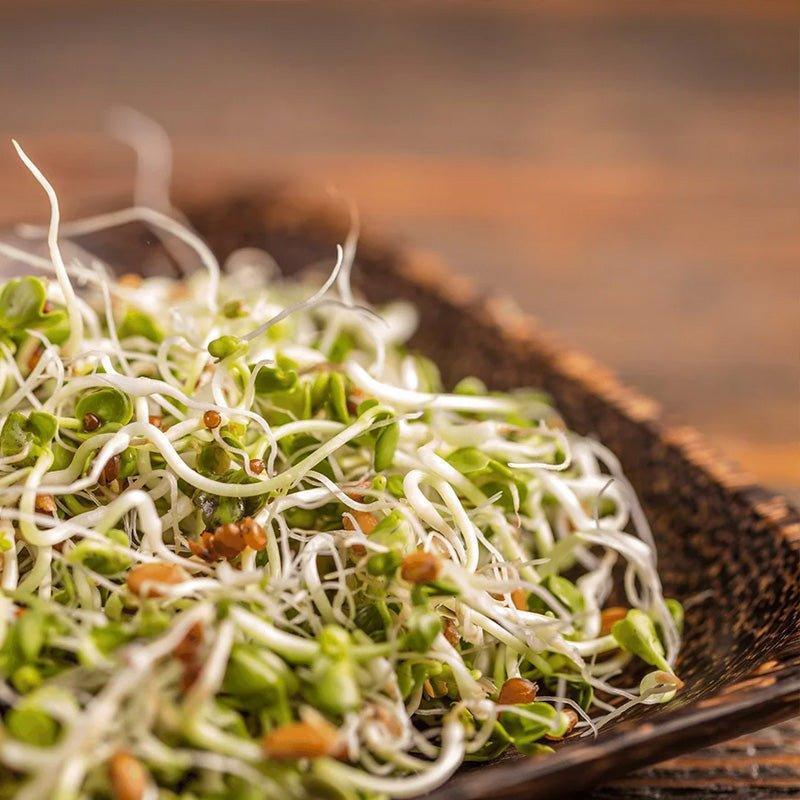 Organic 5 - Seed Powerhouse - Sprout Spout