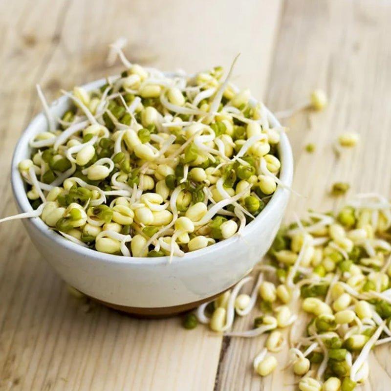 Organic Mung Bean Sprouting Seeds - Sprout Spout