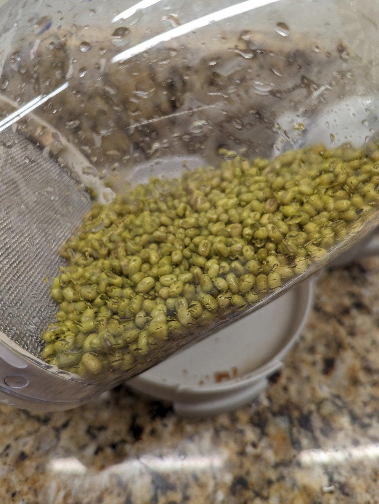 Organic Mung Bean Sprouting Seeds - Sprout Spout