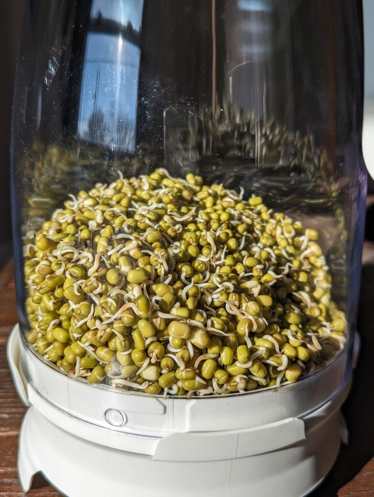 Organic Mung Bean Sprouting Seeds - Sprout Spout
