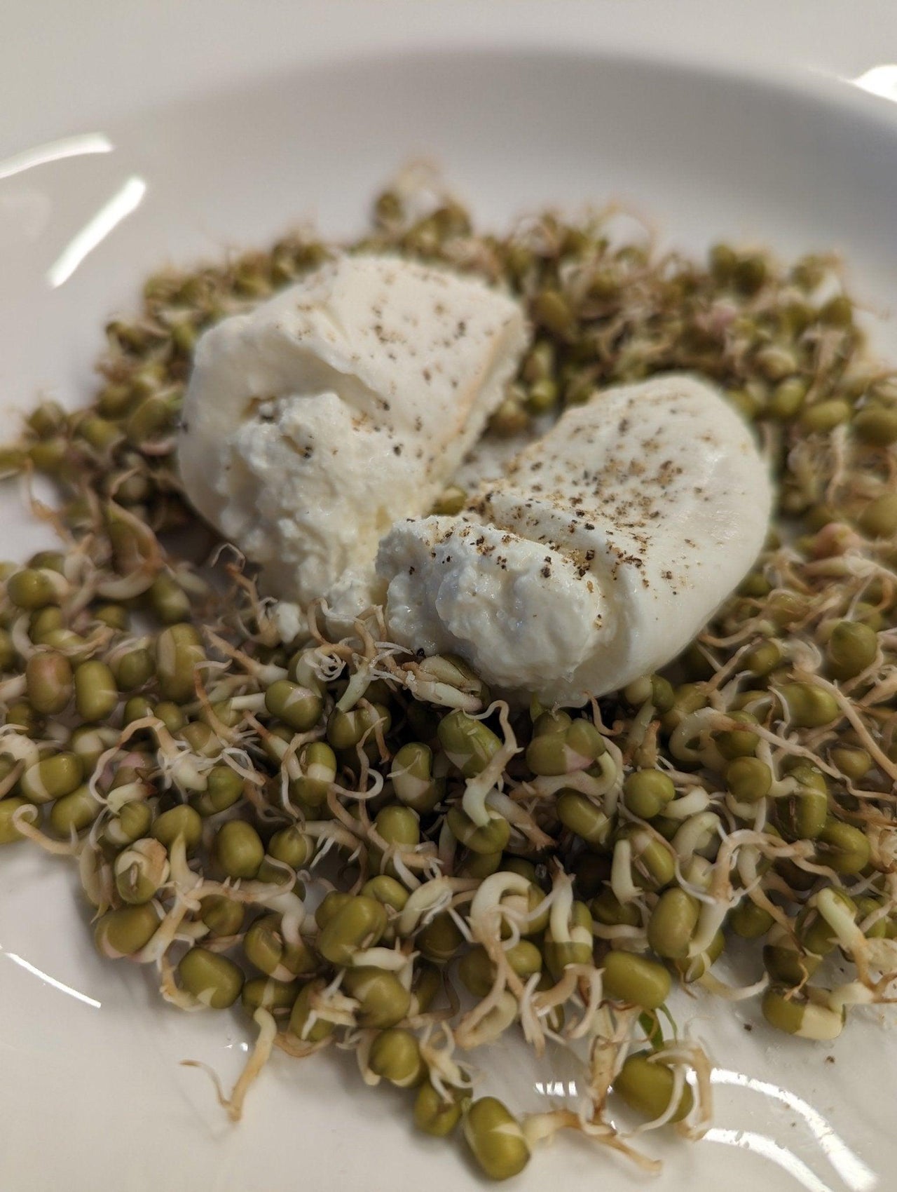 Organic Mung Bean Sprouting Seeds - Sprout Spout