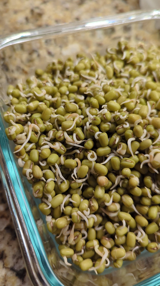 Organic Mung Bean Sprouting Seeds