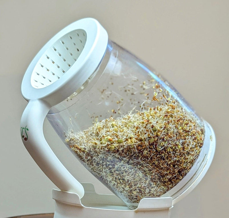 fresh sprouts growing inside a Sprout Spout jar with a white ventilated lid and drainage stand