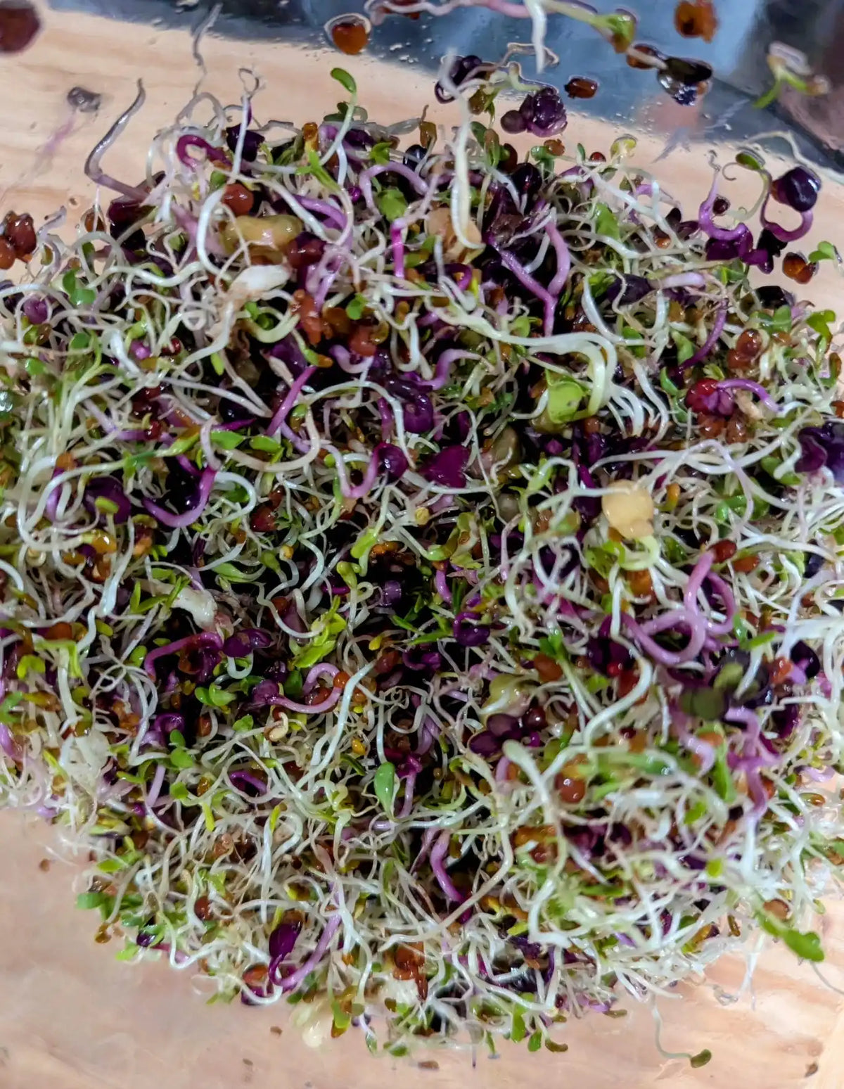 harvest from a violet vitality seed blend